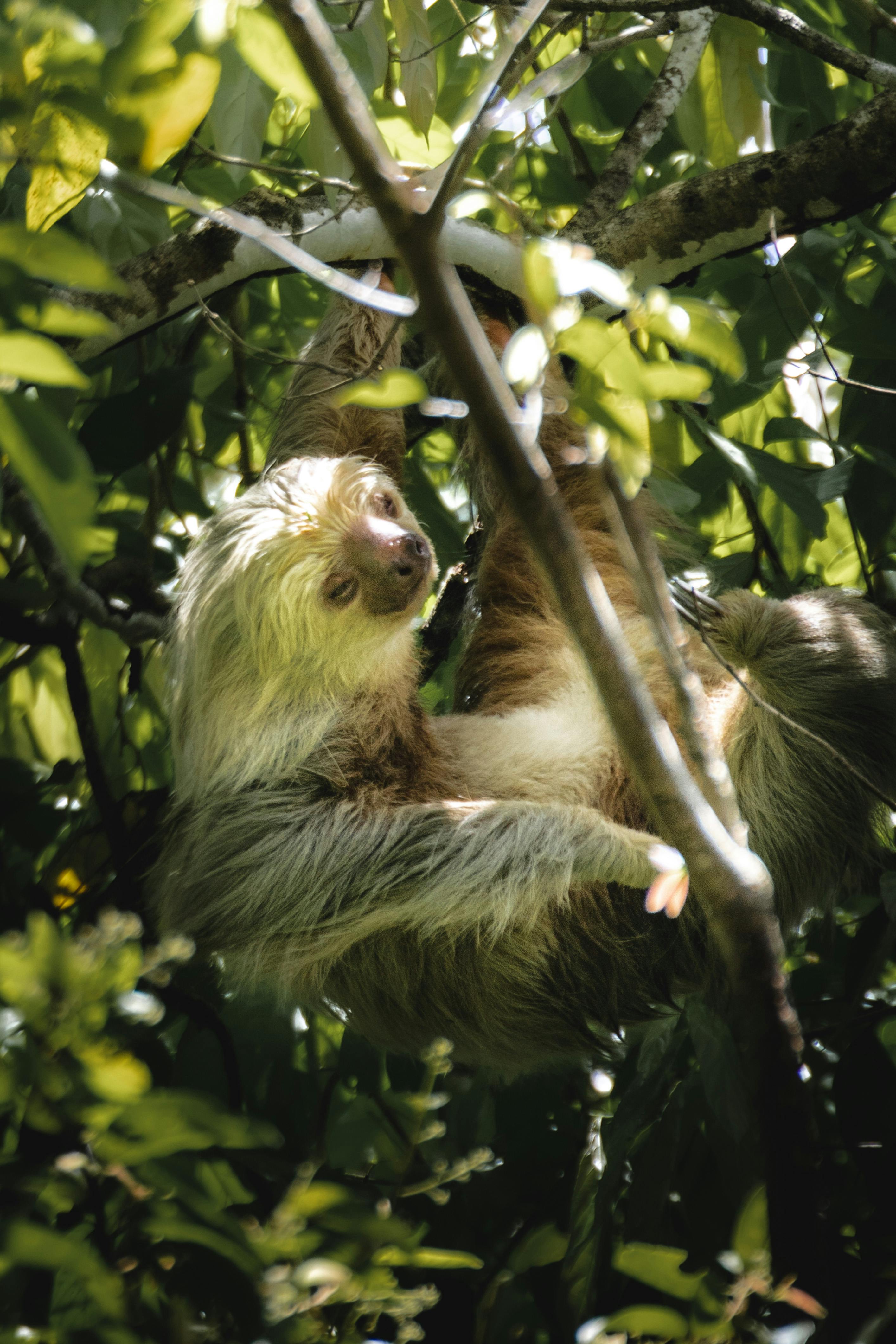 Two-toed sloth in La Fortuna rainforest