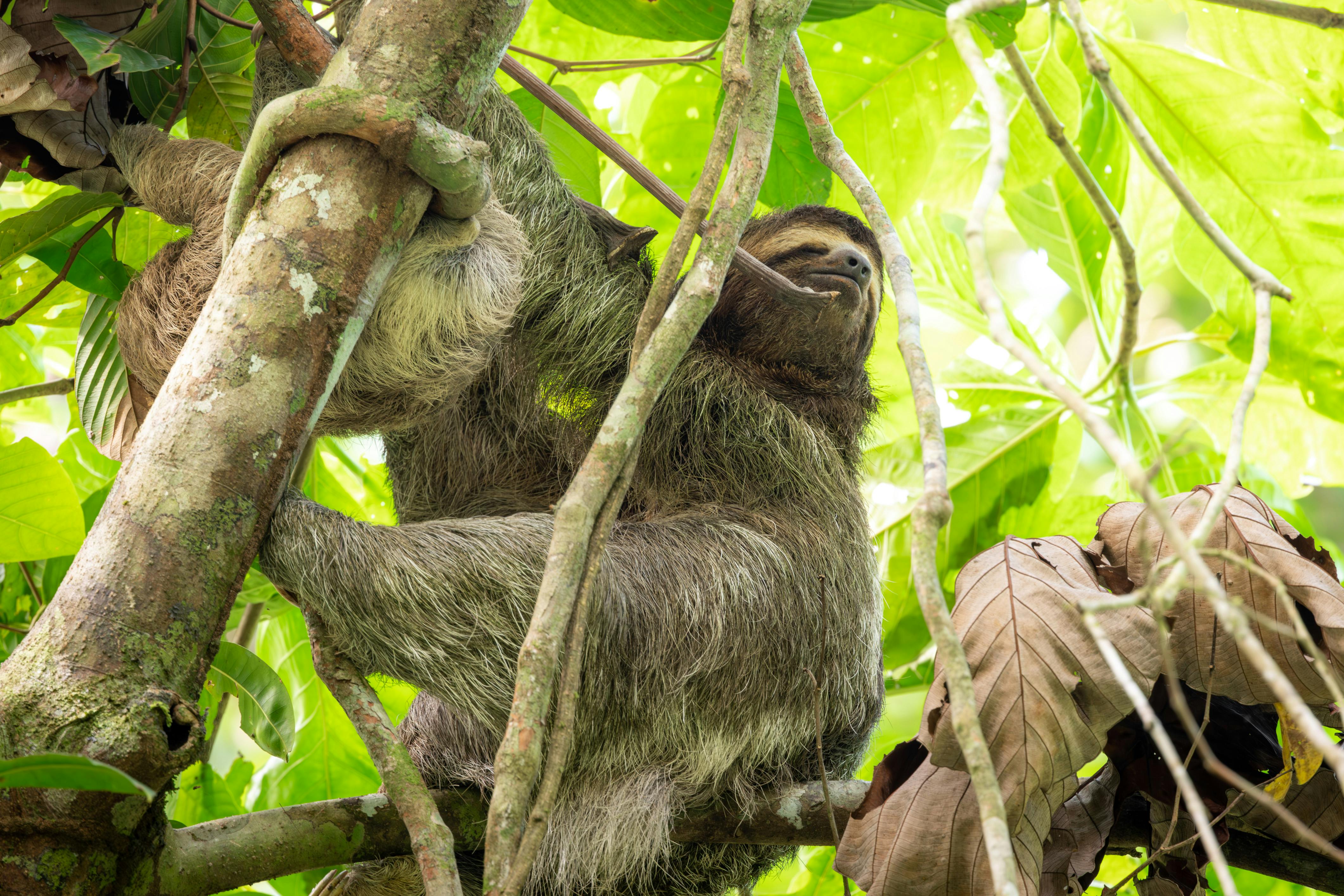 Sloth calmly resting on a tree branch in La Fortuna