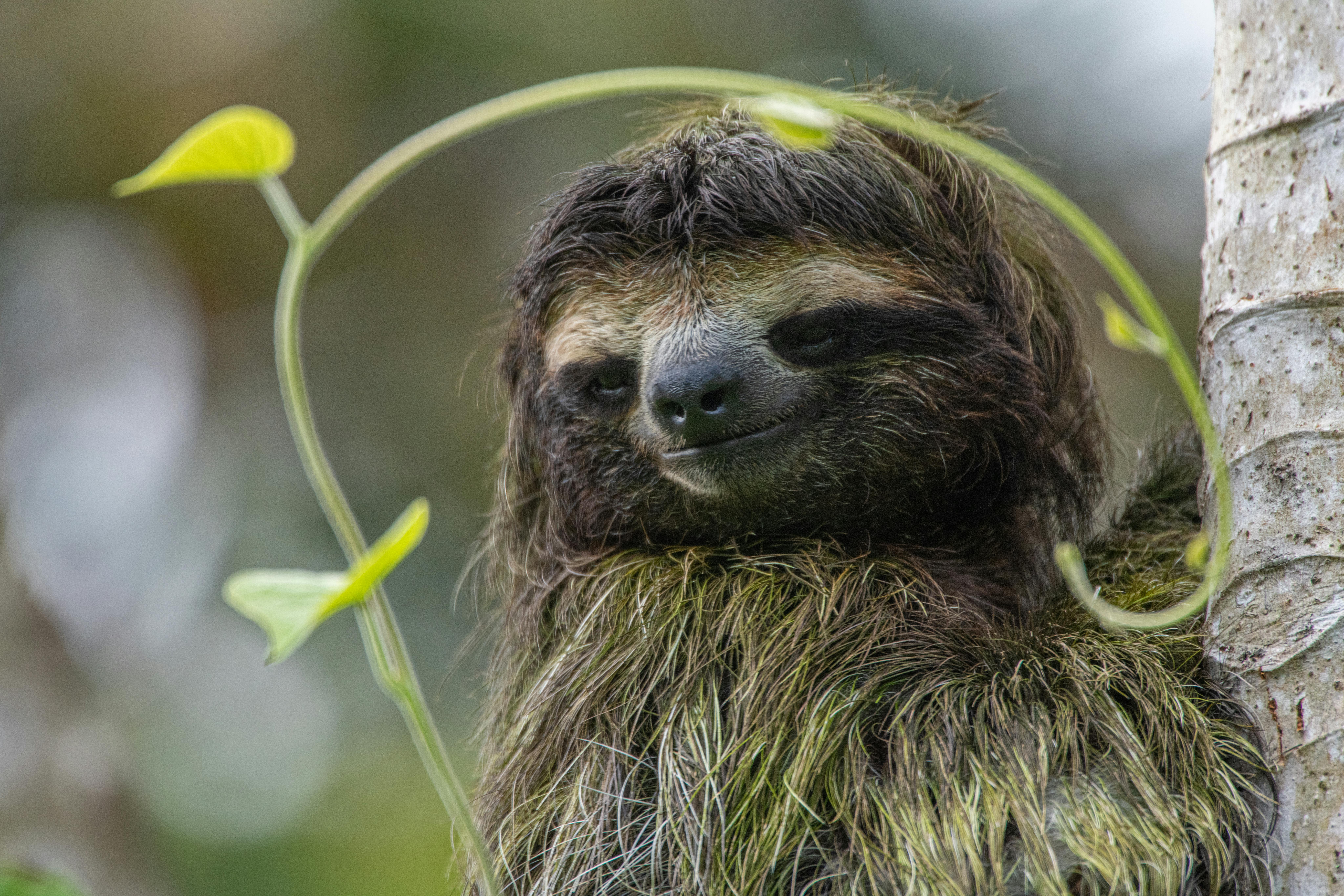Close-up of a sloth's face in the Costa Rican rainforest
