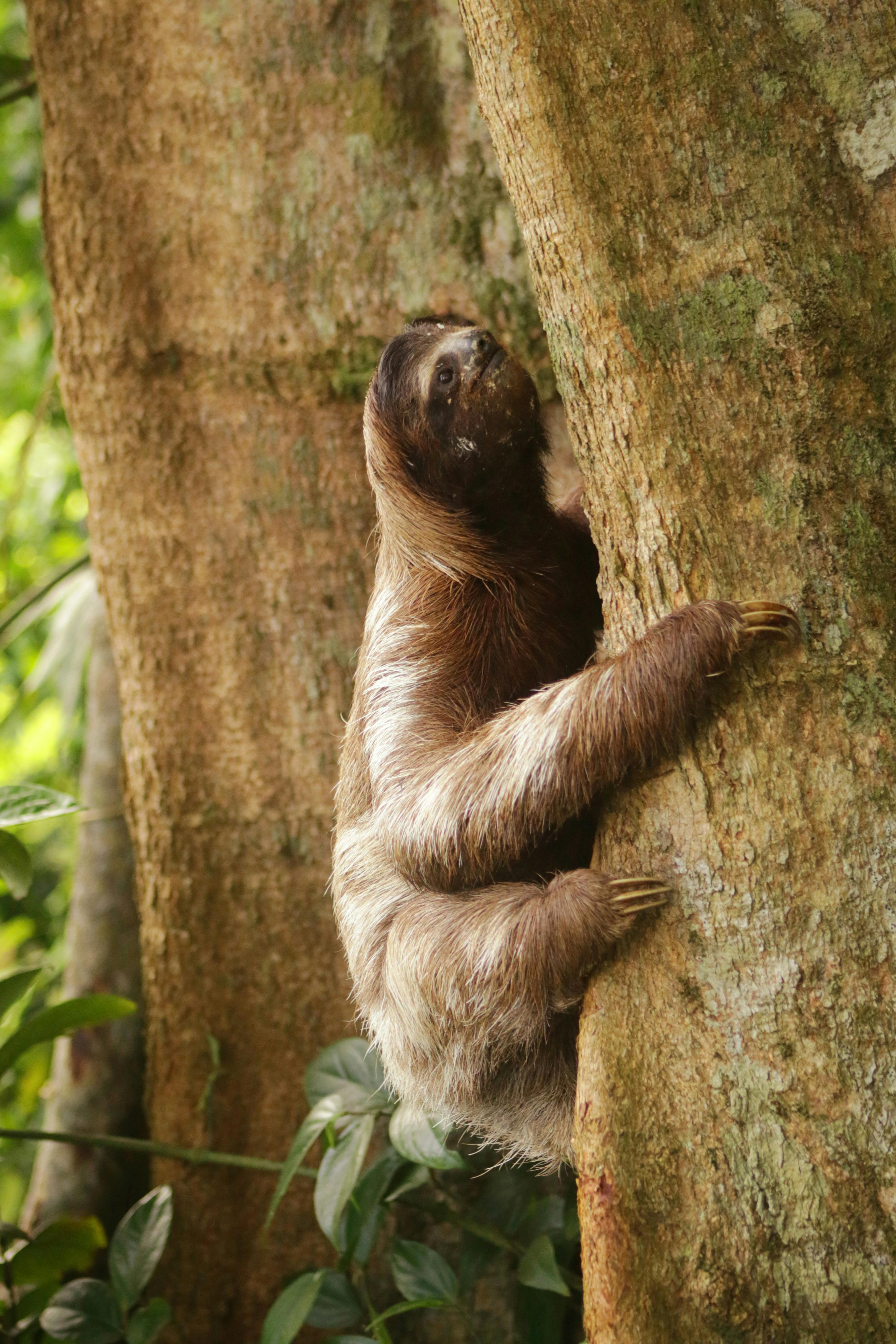 Sloth climbing across vines in La Fortuna