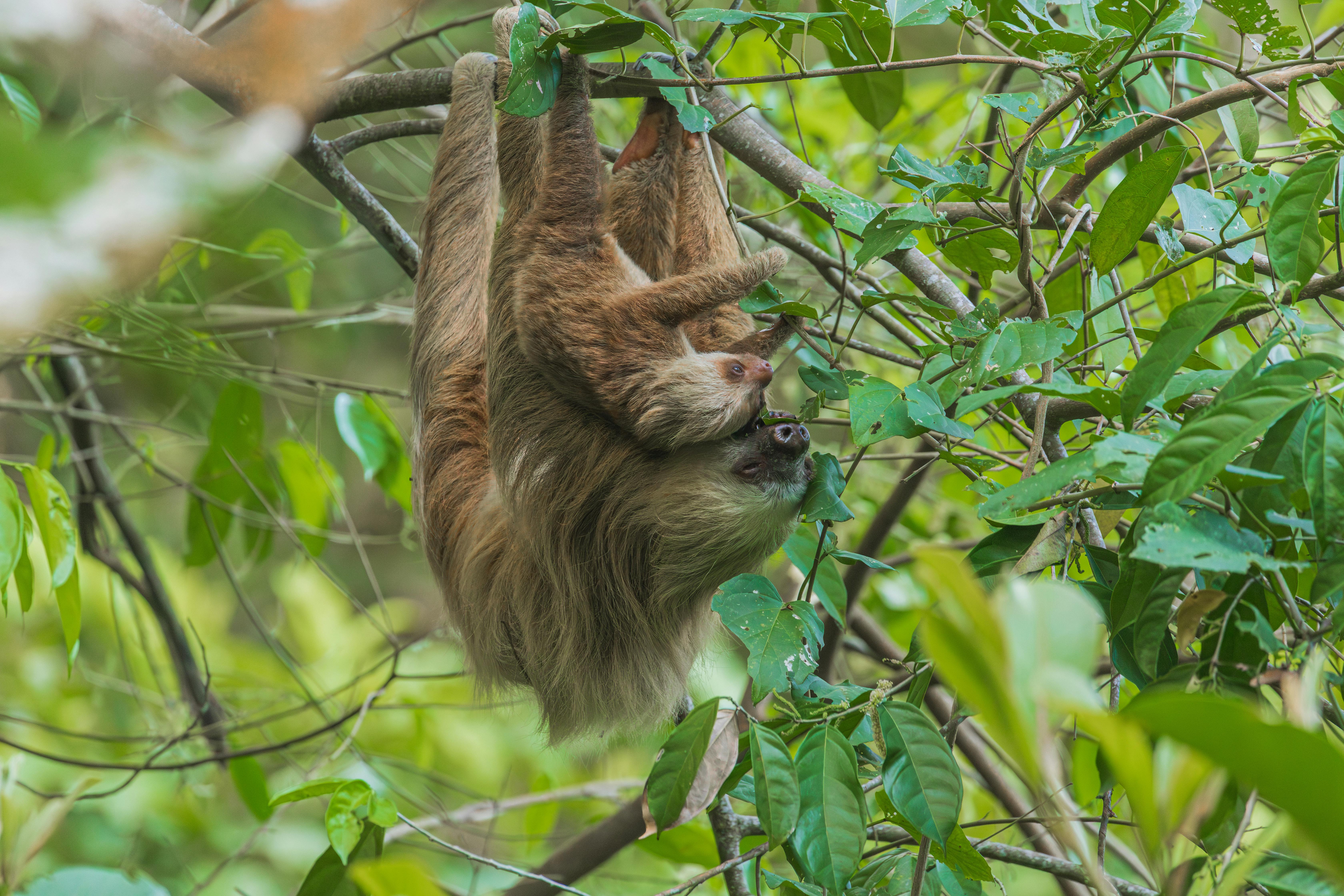 Three-toed sloth seen during a guided tour